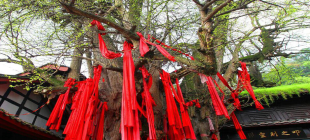 天府树王——天师银杏  